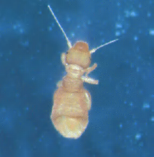 チャタテムシ　アース製薬資料